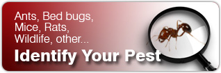 Identify Your Pest